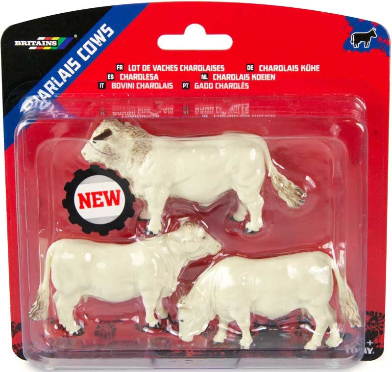 Charlais Cows